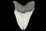 Bargain, Fossil Megalodon Tooth - North Carolina #101441-2